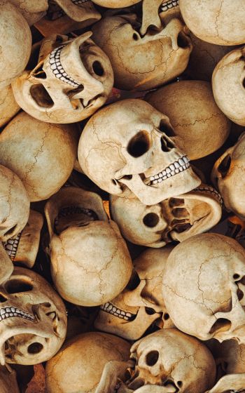 skull, bones, head Wallpaper 800x1280