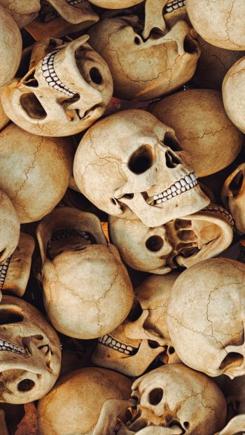 skull, bones, head Wallpaper 750x1334