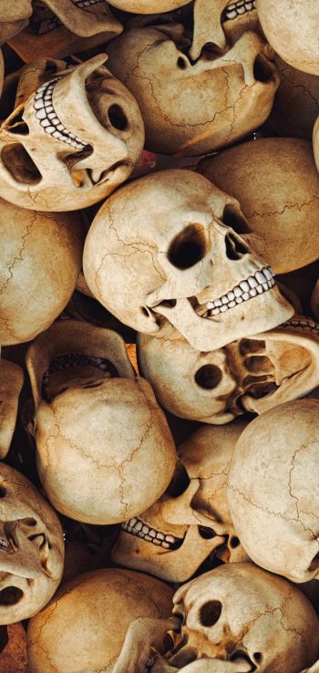 skull, bones, head Wallpaper 720x1520