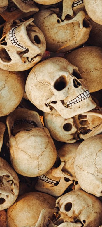 skull, bones, head Wallpaper 720x1600