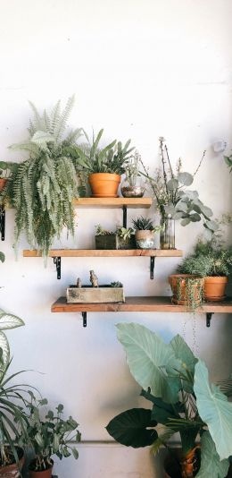 plants, shelf Wallpaper 1080x2220
