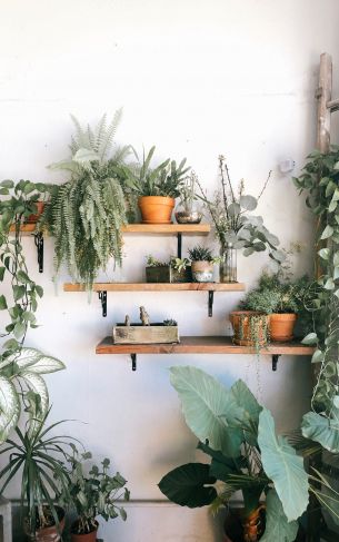 plants, shelf Wallpaper 1752x2800