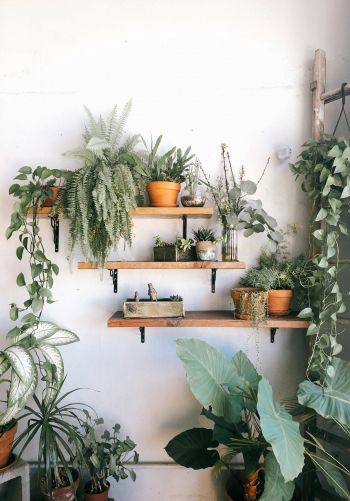 plants, shelf Wallpaper 1668x2388