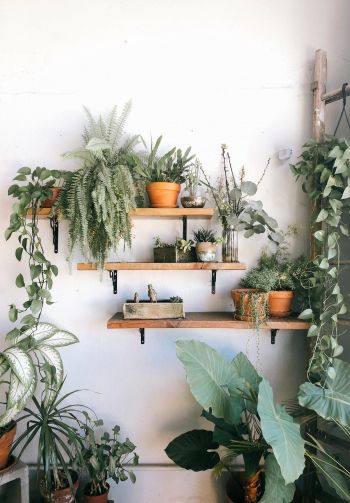 plants, shelf Wallpaper 1640x2360