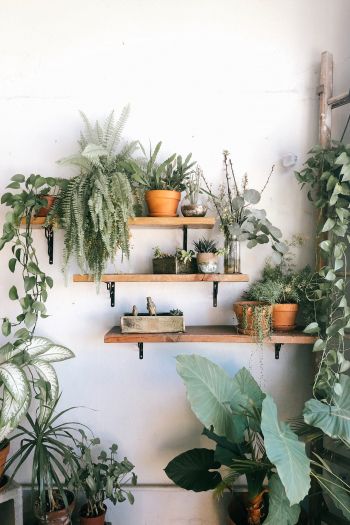 plants, shelf Wallpaper 640x960