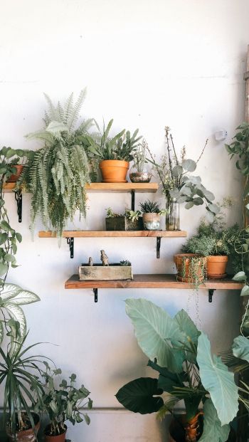 plants, shelf Wallpaper 640x1136