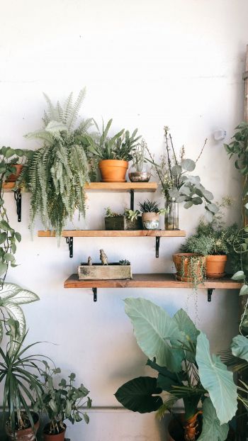 plants, shelf Wallpaper 720x1280