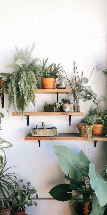 plants, shelf Wallpaper 720x1440