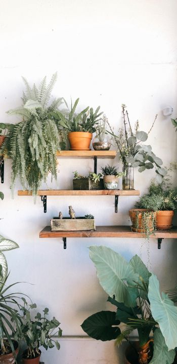 plants, shelf Wallpaper 1080x2220