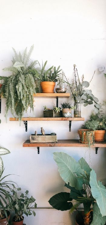 plants, shelf Wallpaper 1080x2280
