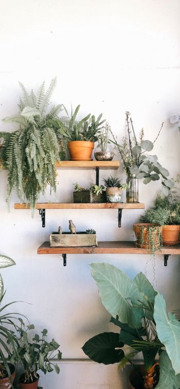 plants, shelf Wallpaper 1125x2436