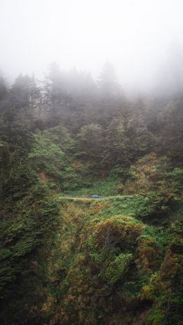 forest, rocks, green Wallpaper 640x1136