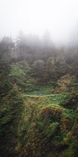 forest, rocks, green Wallpaper 720x1440