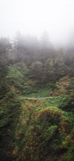 forest, rocks, green Wallpaper 1080x2340