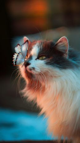 pet, cat, butterfly Wallpaper 640x1136