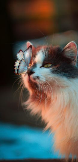 pet, cat, butterfly Wallpaper 1440x2960