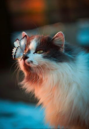 pet, cat, butterfly Wallpaper 1640x2360