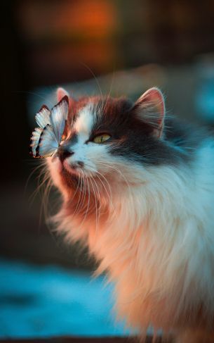 pet, cat, butterfly Wallpaper 1752x2800