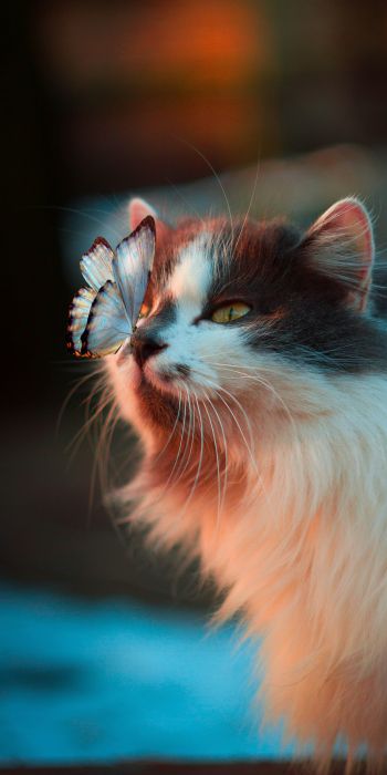 pet, cat, butterfly Wallpaper 720x1440