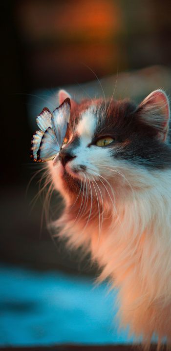 Обои 1080x2220 домашний питомец, кошка, бабочка