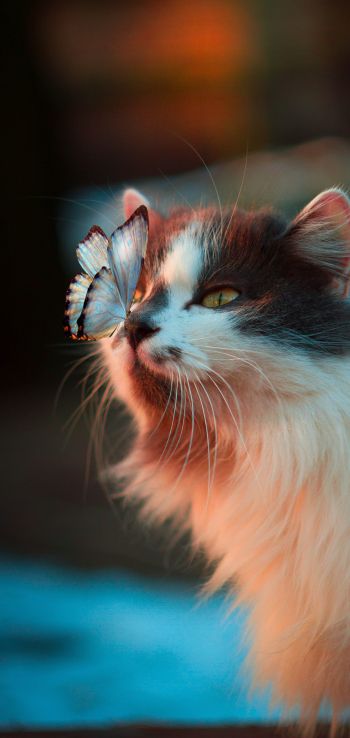 Обои 1080x2280 домашний питомец, кошка, бабочка