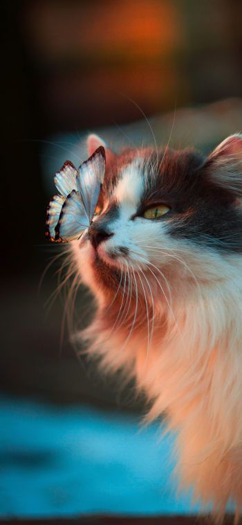 Обои 1080x2340 домашний питомец, кошка, бабочка
