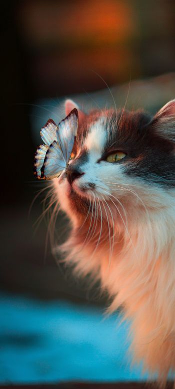 pet, cat, butterfly Wallpaper 1080x2400