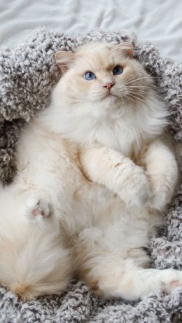 cat, blue eyes Wallpaper 640x1136