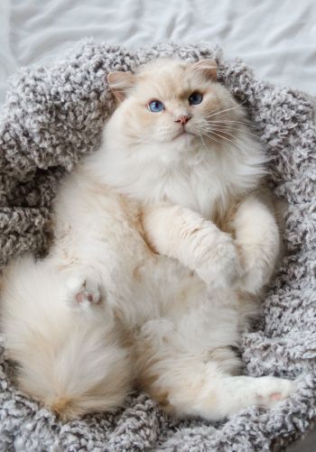 cat, blue eyes Wallpaper 1668x2388