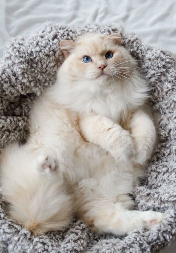 cat, blue eyes Wallpaper 1640x2360