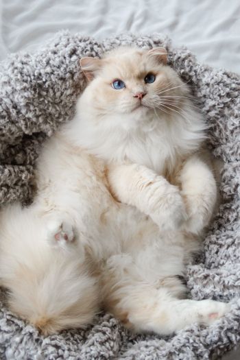 cat, blue eyes Wallpaper 640x960