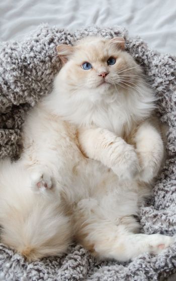 cat, blue eyes Wallpaper 1752x2800