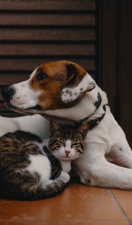 friendship, cat, dog Wallpaper 600x1024