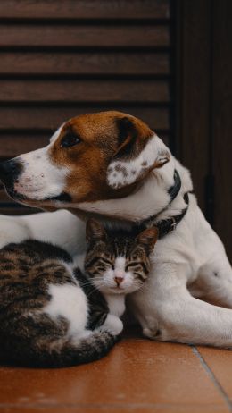 friendship, cat, dog Wallpaper 2160x3840