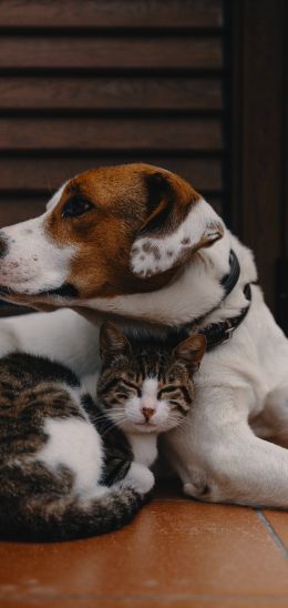friendship, cat, dog Wallpaper 1440x3040