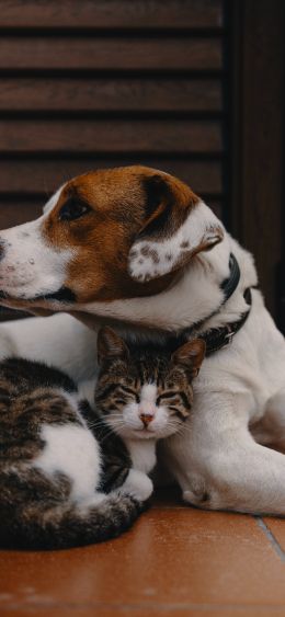 friendship, cat, dog Wallpaper 1080x2340
