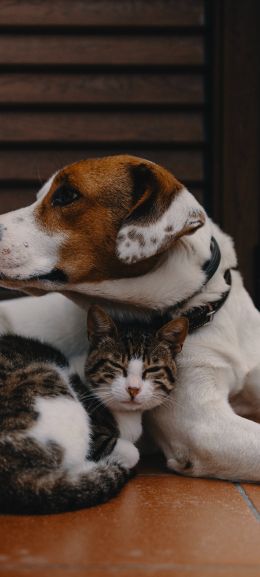 friendship, cat, dog Wallpaper 1080x2400