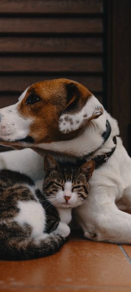 friendship, cat, dog Wallpaper 720x1600