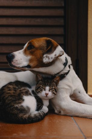 friendship, cat, dog Wallpaper 3652x5479
