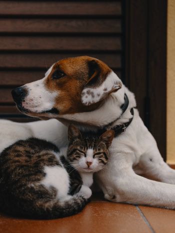 friendship, cat, dog Wallpaper 1536x2048