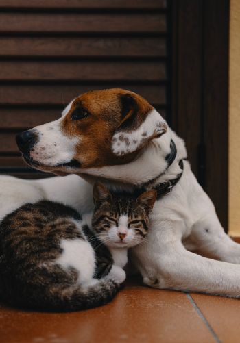 friendship, cat, dog Wallpaper 1668x2388