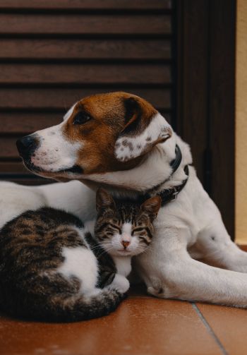 friendship, cat, dog Wallpaper 1640x2360