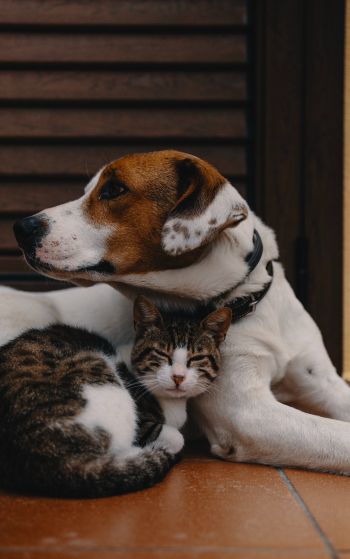 friendship, cat, dog Wallpaper 1752x2800