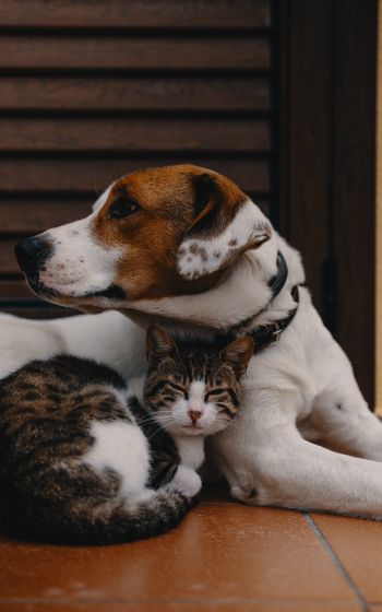 friendship, cat, dog Wallpaper 800x1280