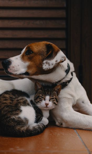 friendship, cat, dog Wallpaper 1200x2000