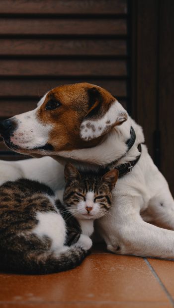 friendship, cat, dog Wallpaper 640x1136