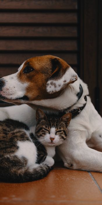 friendship, cat, dog Wallpaper 720x1440