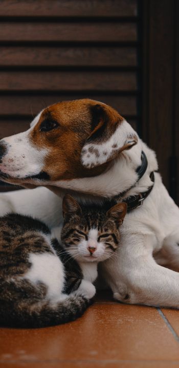 friendship, cat, dog Wallpaper 1440x2960