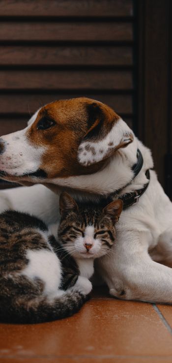 friendship, cat, dog Wallpaper 1080x2280