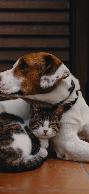 friendship, cat, dog Wallpaper 1125x2436
